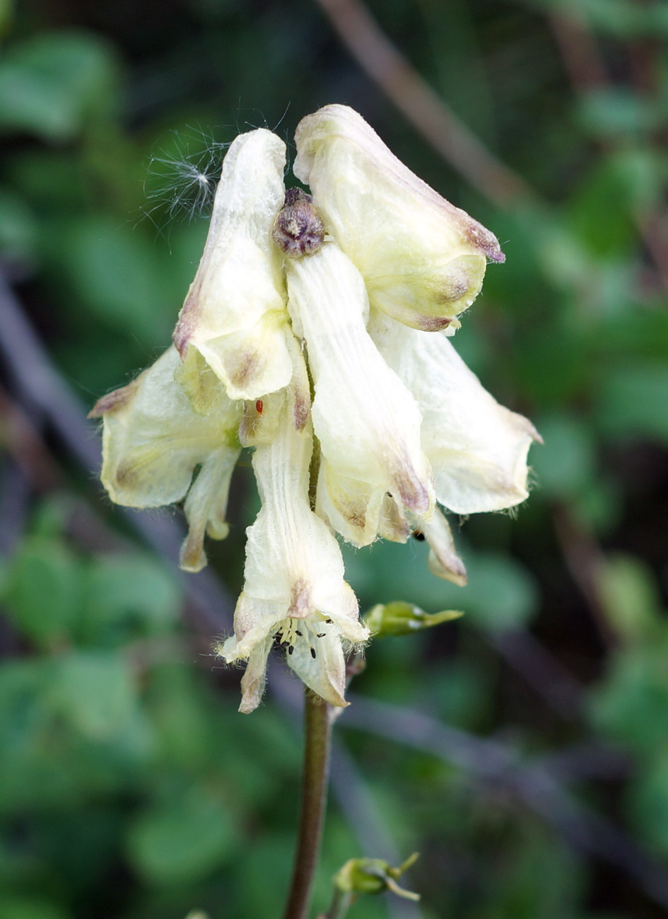 Image of Aconitum ranunculoides specimen.