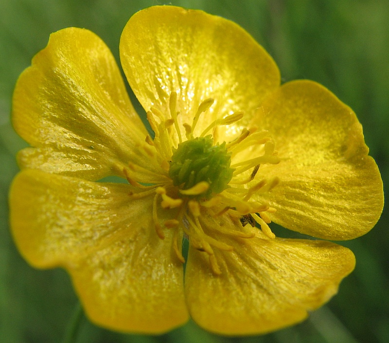 Изображение особи Ranunculus acris.