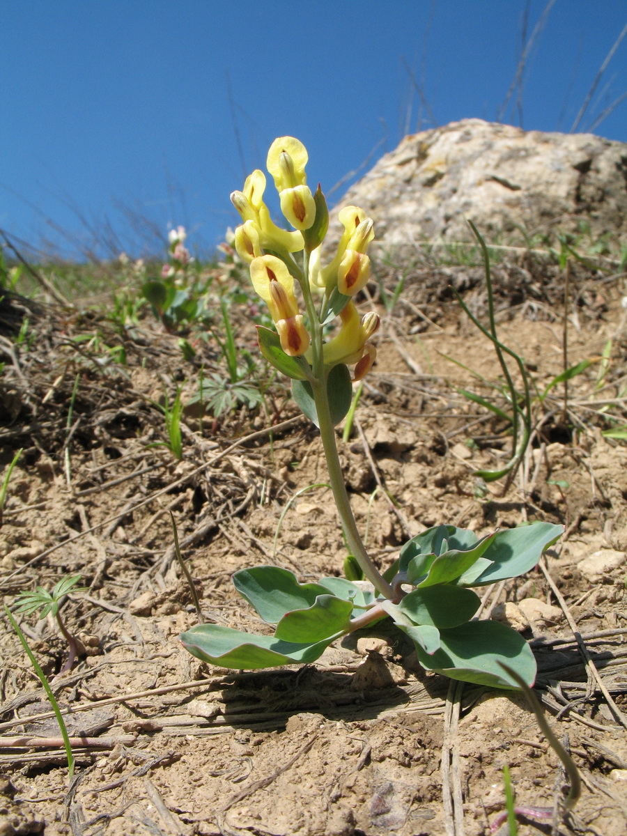 Image of genus Corydalis specimen.