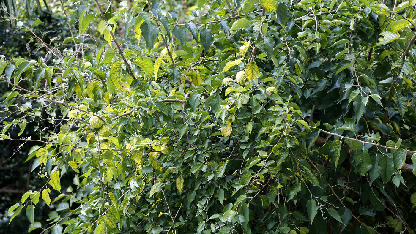 Изображение особи Maclura pomifera.