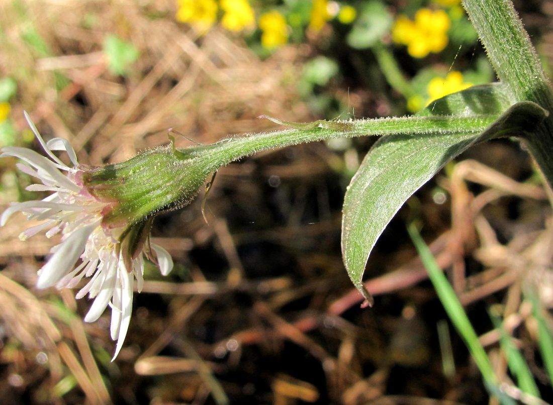 Image of Petasites frigidus specimen.