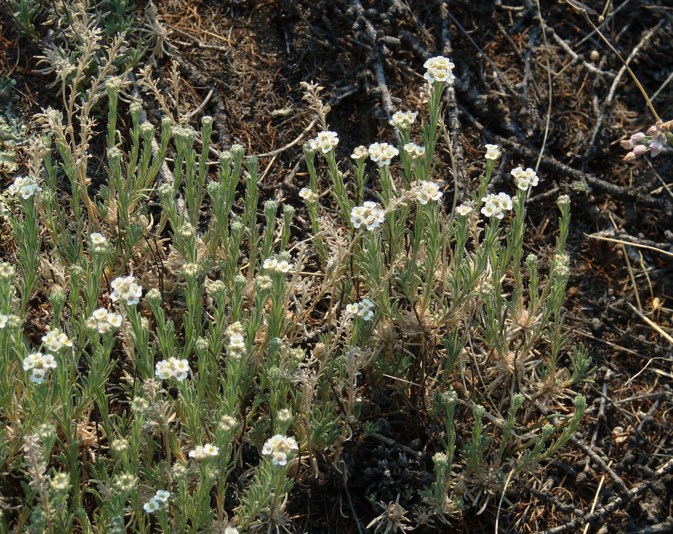 Image of Ptilotrichum tenuifolium specimen.