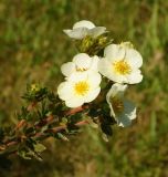 Dasiphora fruticosa. Верхушка побега с цветками (видно опушение побегов), белоцветковый культивар. Восточный Казахстан, г. Усть-Каменогорск, Архитектурно-ландшафтный музей-заповедник, в культуре. 25.08.2017.