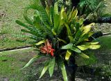 Aechmea chantinii