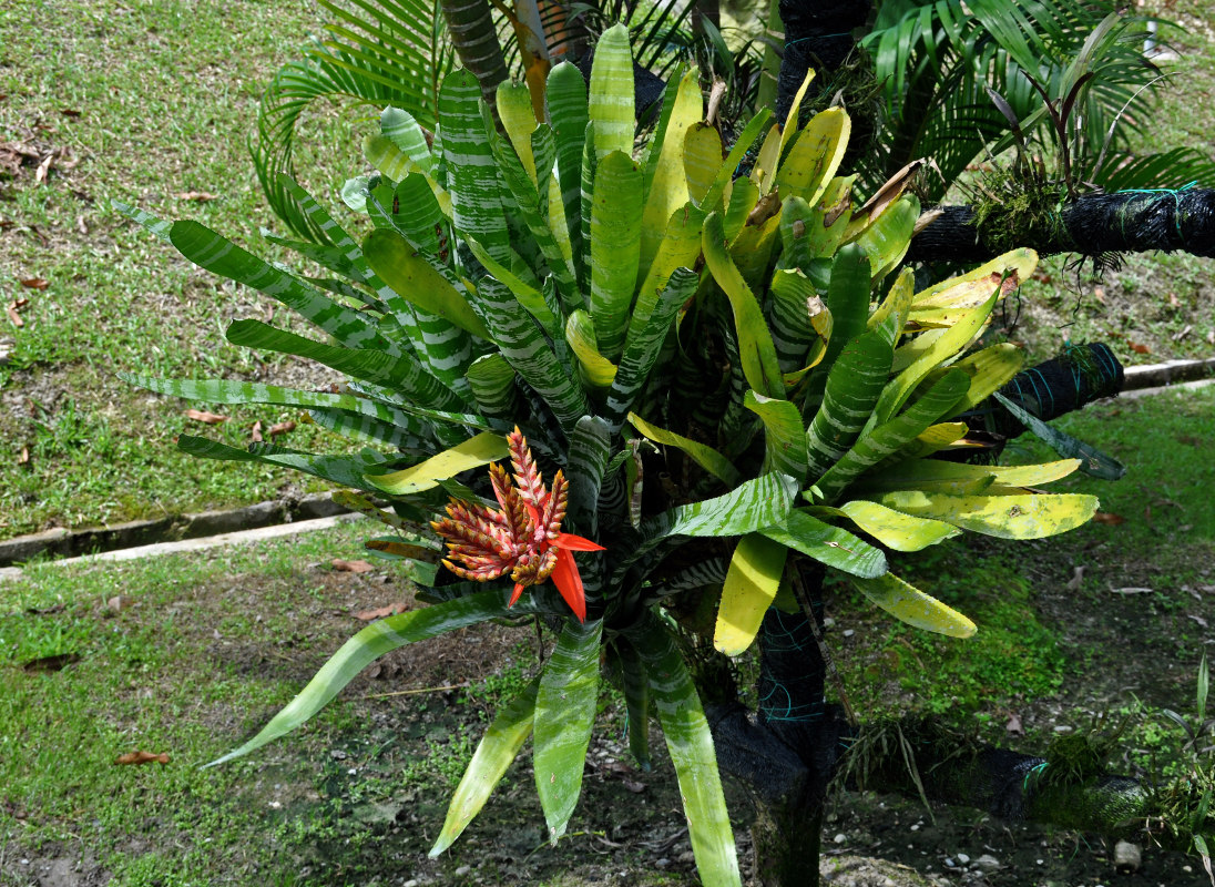 Image of Aechmea chantinii specimen.