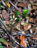 Alocasia longiloba. Созревающие соплодия. Малайзия, штат Саравак, национальный парк Бако; о-в Калимантан, влажный тропический лес. 08.05.2017.