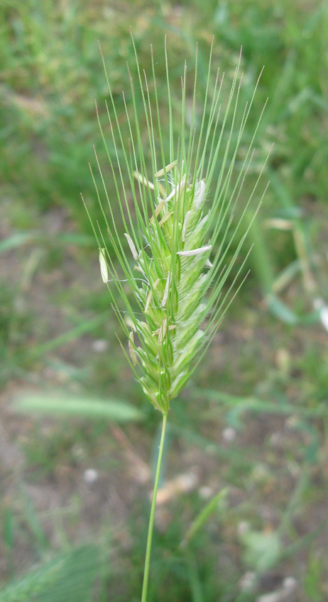 Image of Dasypyrum villosum specimen.