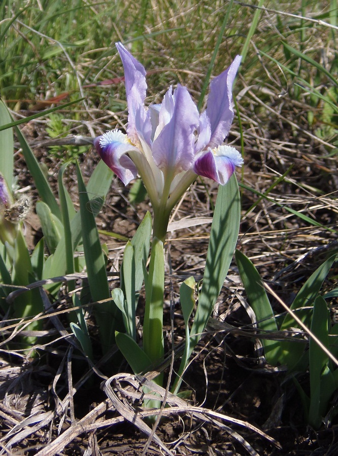 Image of Iris pumila specimen.