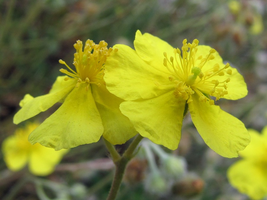 Image of Helianthemum georgicum specimen.