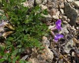 Oxytropis czukotica. Цветущее растение. Чукотка, Шмидтовский р-н, Пегтымельский хр., подножье г. Недоступной. 24.07.2014.