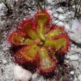 Drosera cuneifolia