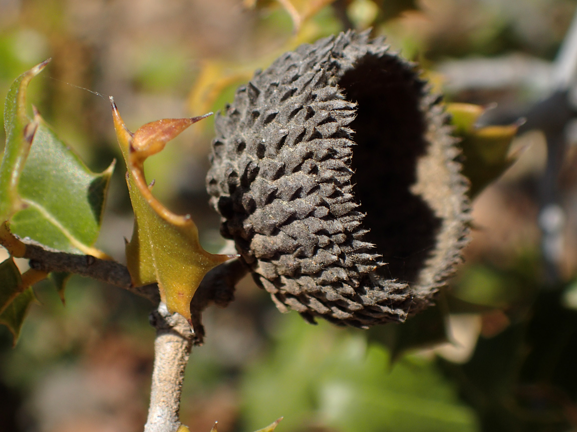 Изображение особи Quercus coccifera.