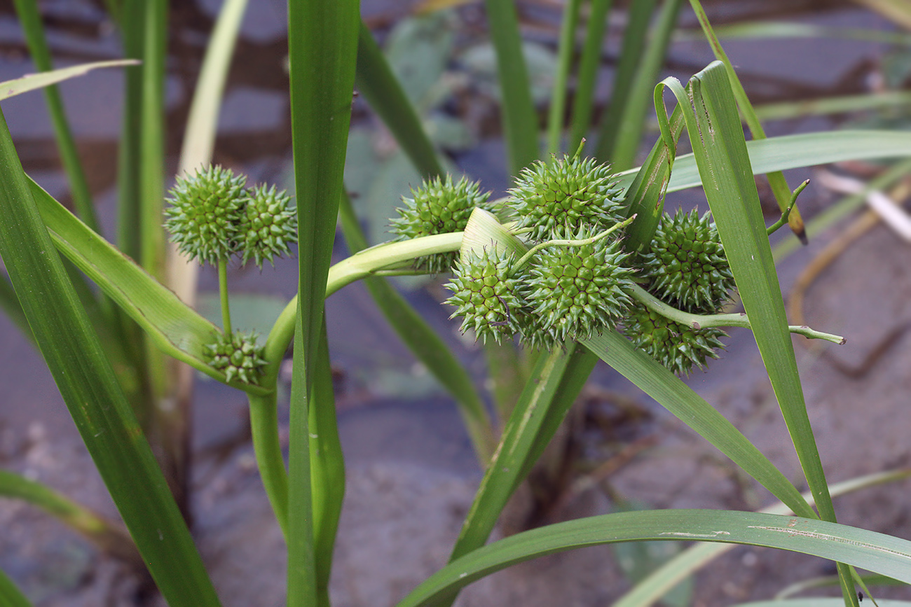 Image of Sparganium erectum specimen.