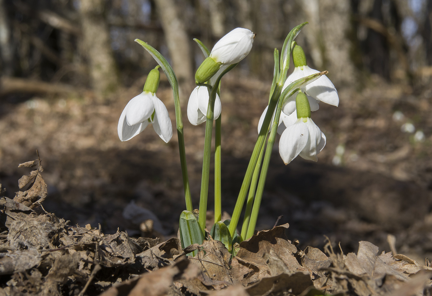 Image of Galanthus plicatus specimen.