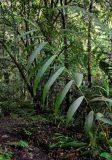 Joinvillea borneensis. Побег вегетирующего растения. Малайзия, Камеронское нагорье, ≈ 1500 м н.у.м., влажный тропический лес. 03.05.2017.