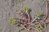 Euphorbia armena. Цветущее растение. Турция, ил Агры, подножие горы Арарат, берег озера. 19.04.2019.