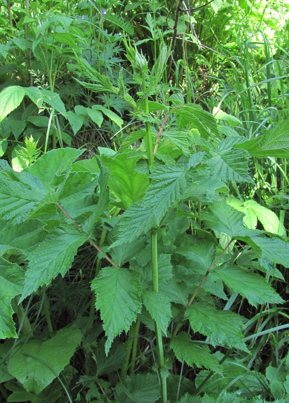 Изображение особи Filipendula ulmaria ssp. denudata.