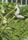 Paeonia officinalis