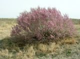 genus Tamarix. Цветущий кустарник. Казахстан, Кызылординская обл., окр. г. Аральск. 26.04.2006.