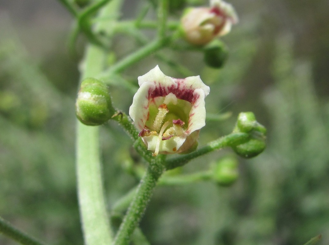 Image of Scrophularia cinerascens specimen.