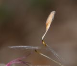 Pelargonium tetragonum