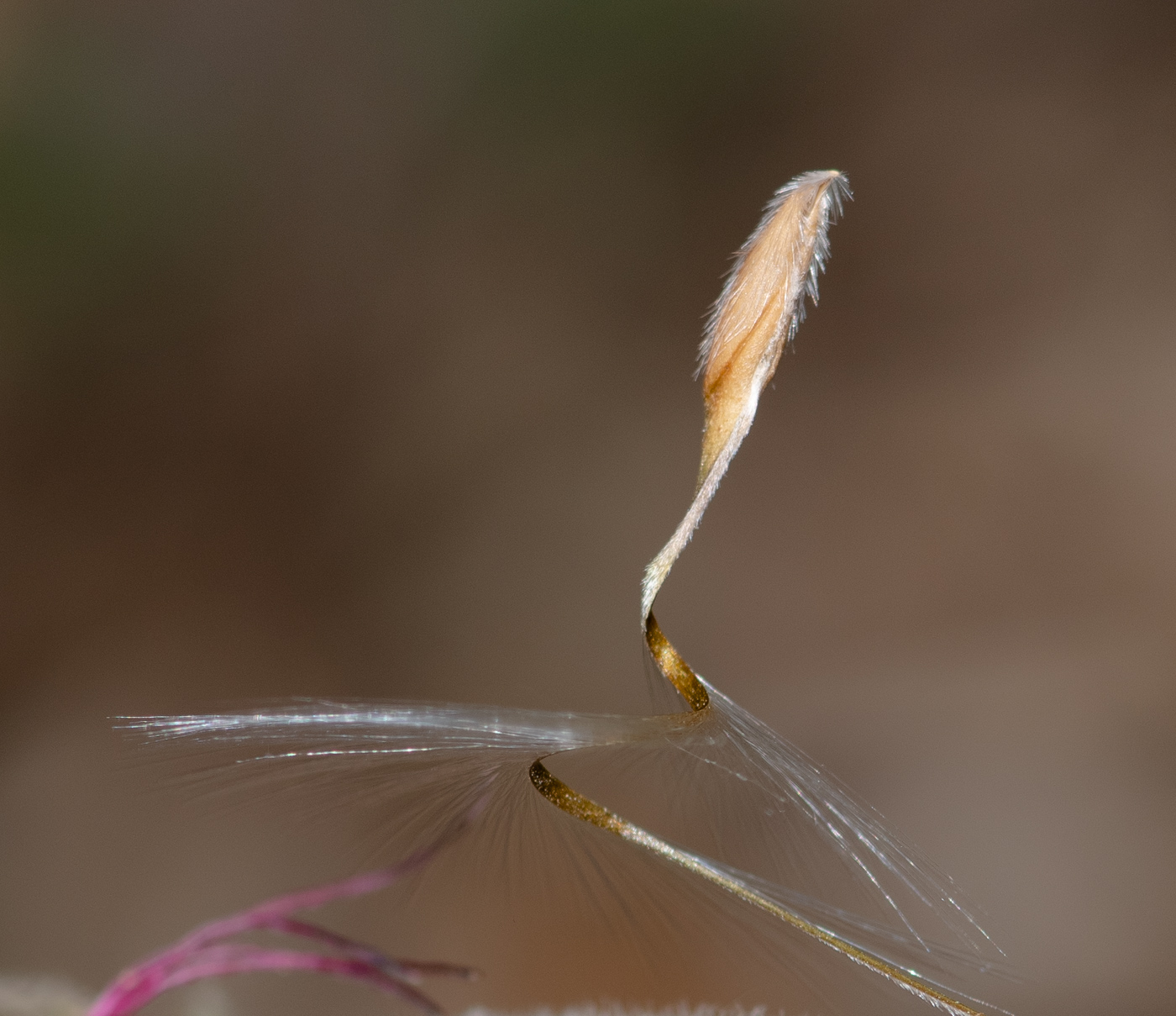 Image of Pelargonium tetragonum specimen.