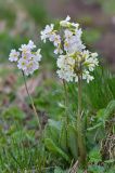 genus Primula. Цветущие растения. Республика Адыгея, Майкопский р-н, окр. с. Новопрохладное (Сахрай), вост. склон горы Большой Тхач (2368 м) недалеко от вершины, 2320 м н.у.м., субальпийский луг. 25.05.2019.