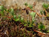 Salix fuscescens. Верхушка отцветшего мужского побега на моховой подушке. Магаданская обл., окр. г. Магадан, мкр-н Автодром, увлажненный участок на склоне сопки. 05.06.2018.