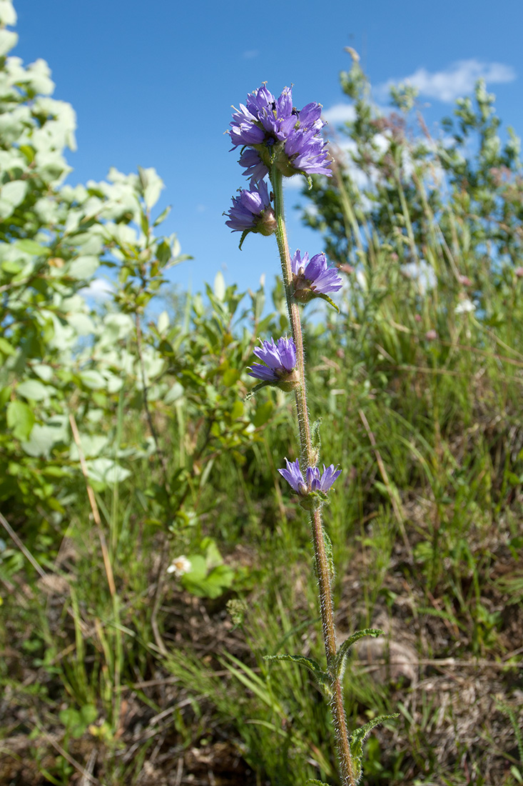 Image of Campanula cervicaria specimen.