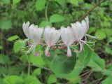 Lonicera caprifolium. Соцветие. Краснодарский край, Абинский р-н, окр. хр. Папайский, у лесной дороги. 14.05.2020.