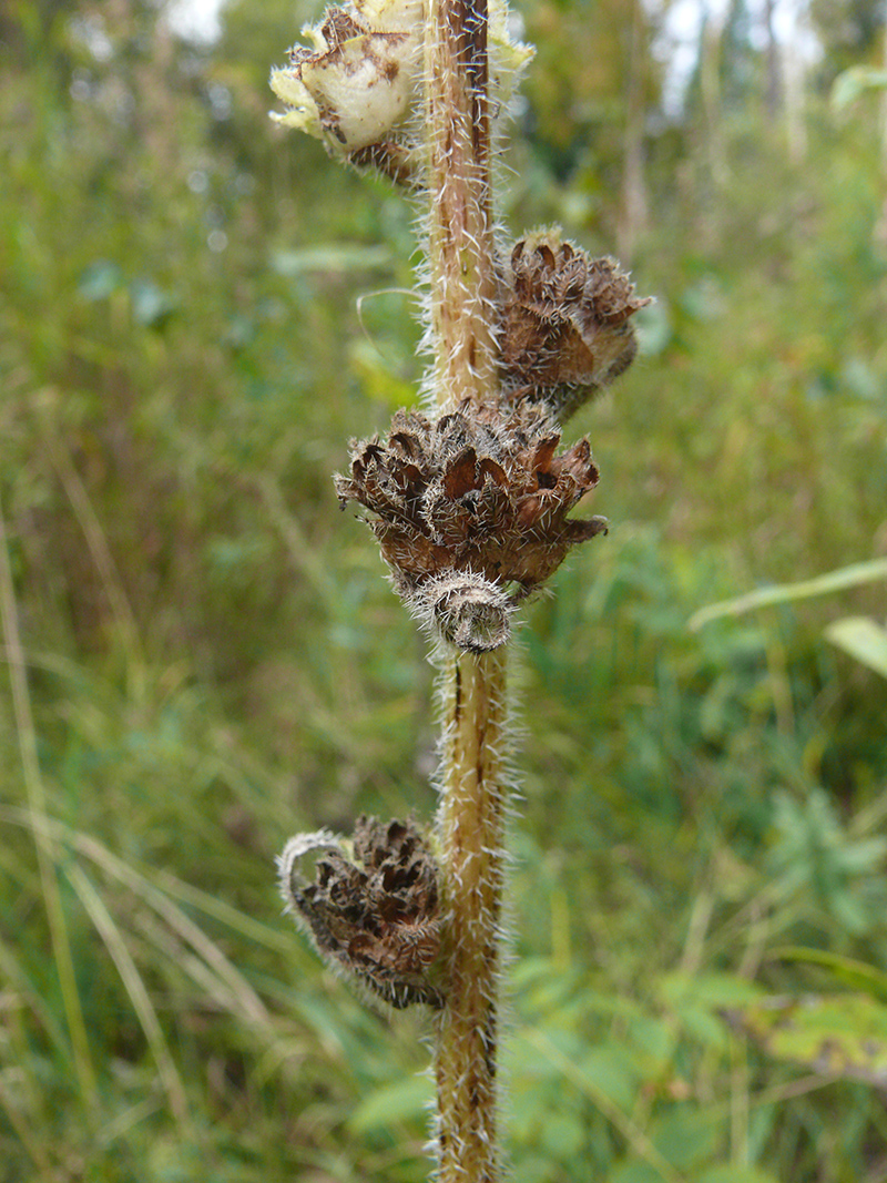Image of Campanula cervicaria specimen.