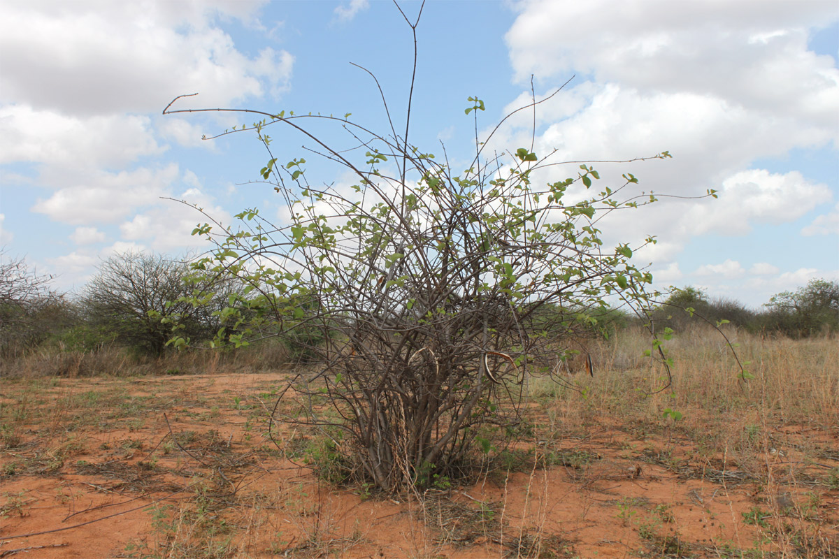 Image of Strophanthus eminii specimen.