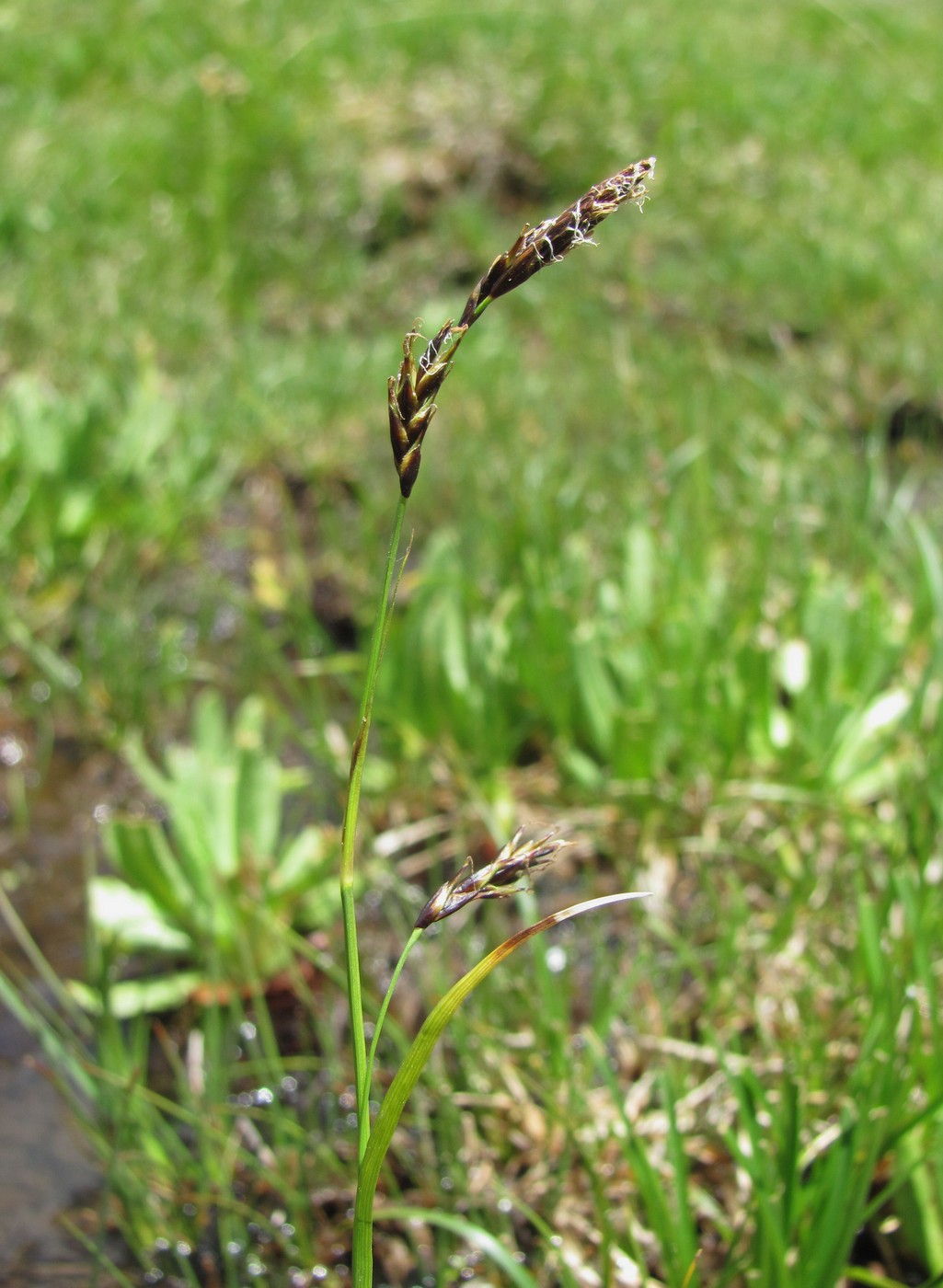 Image of genus Carex specimen.