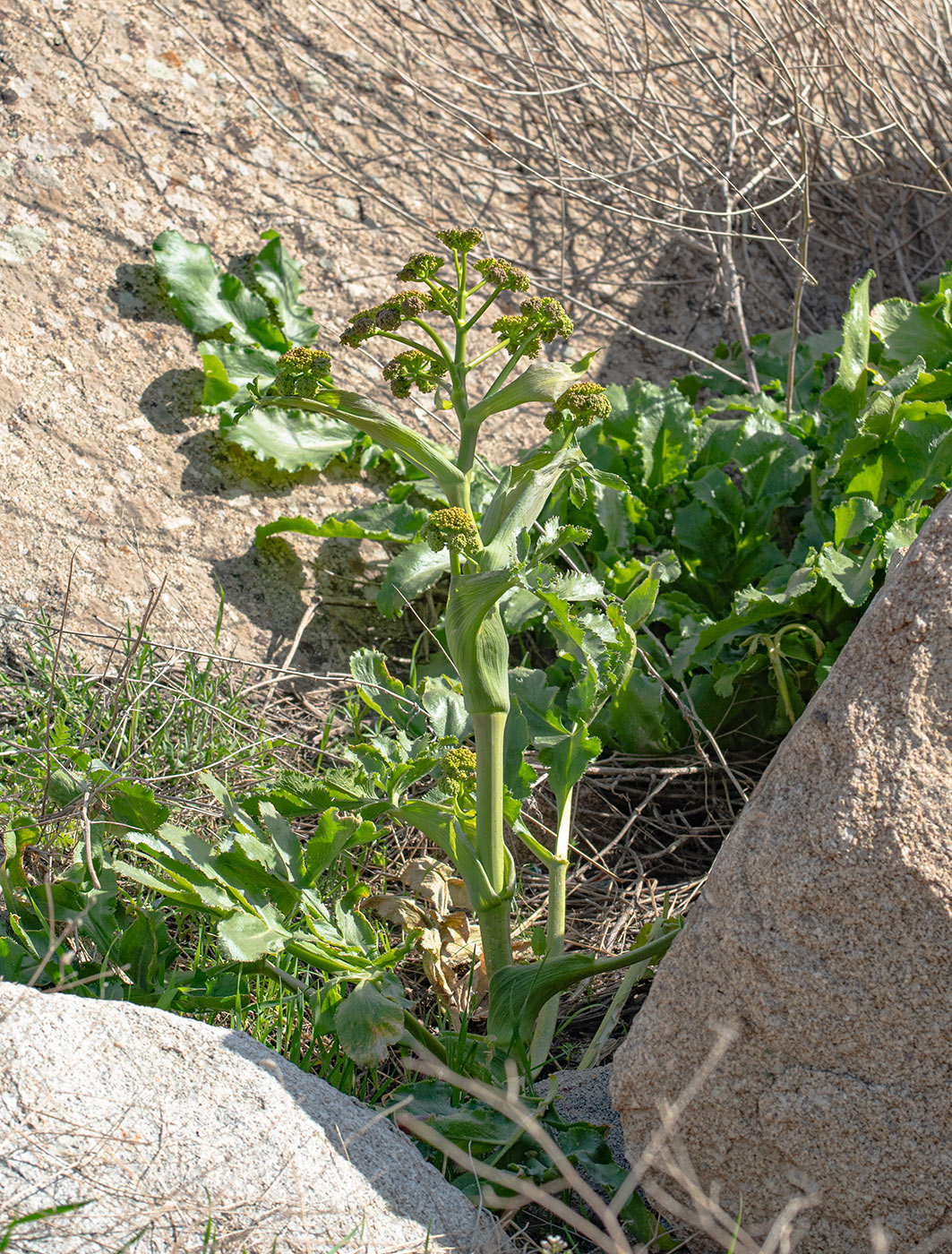 Image of Ferula kokanica specimen.