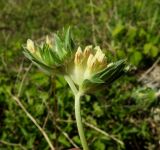 Anthyllis macrocephala