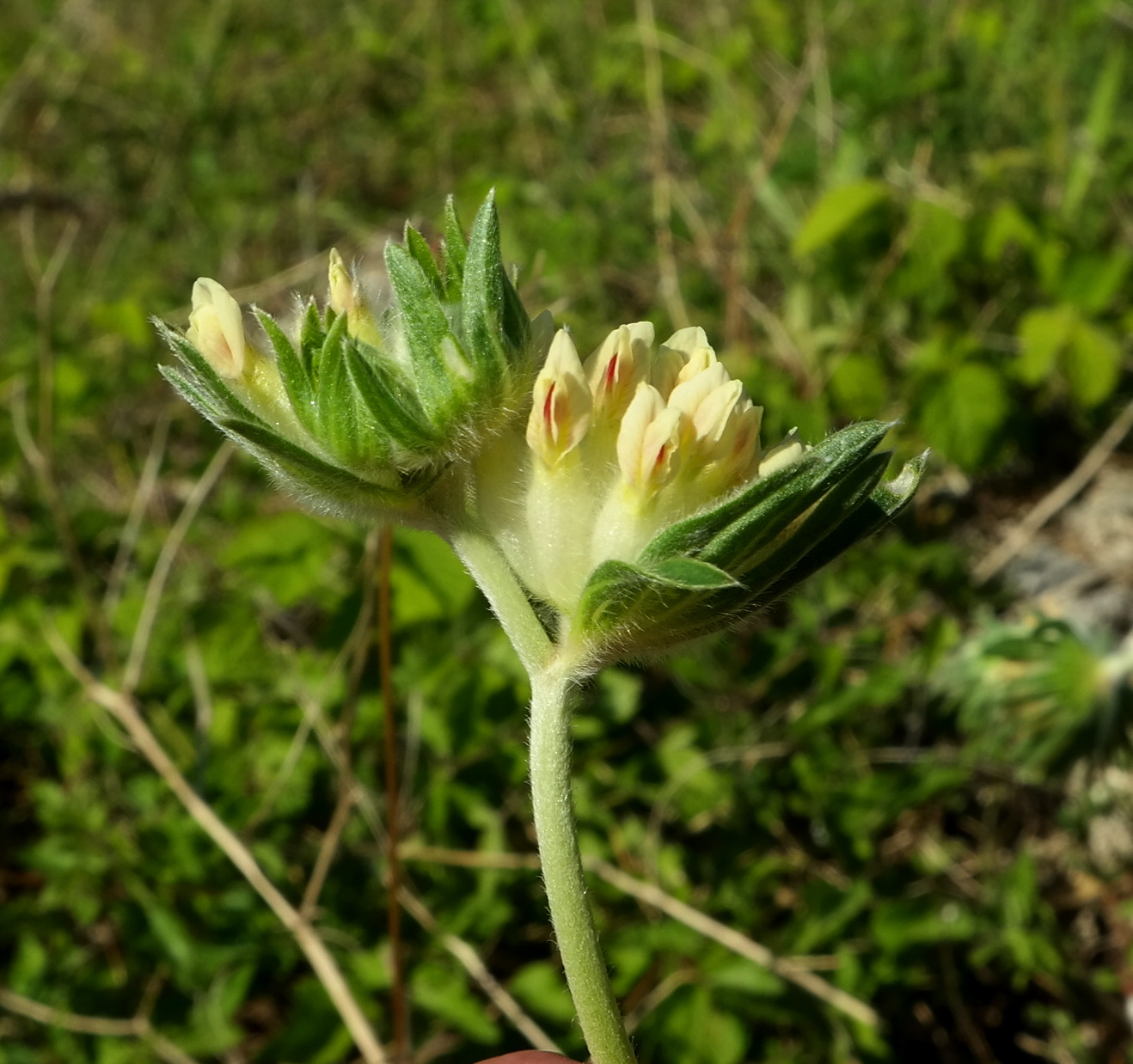 Image of Anthyllis macrocephala specimen.