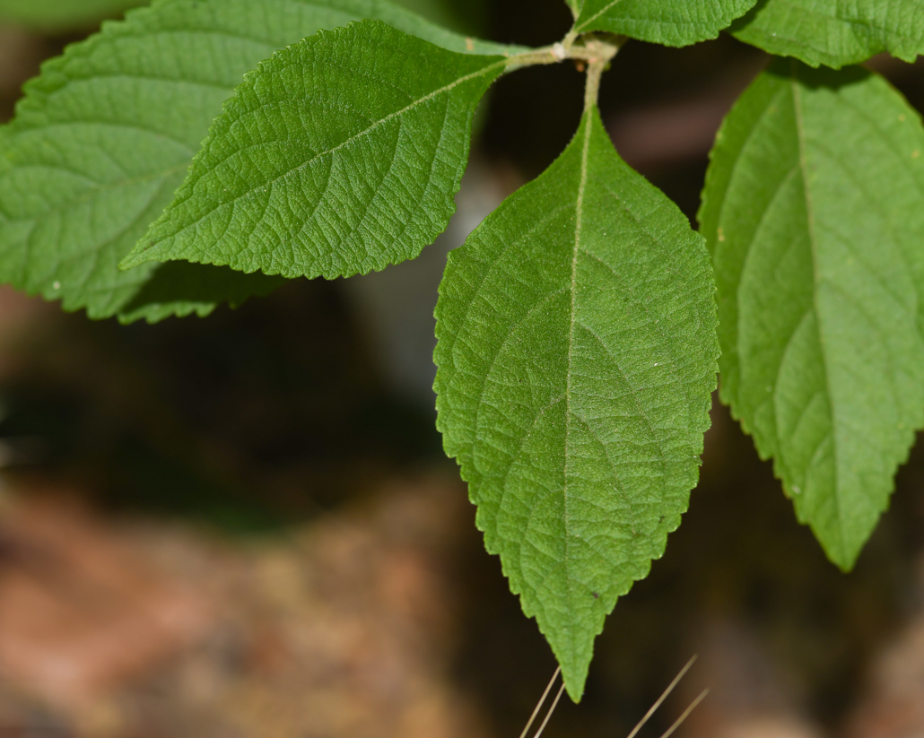 Image of Callicarpa americana specimen.