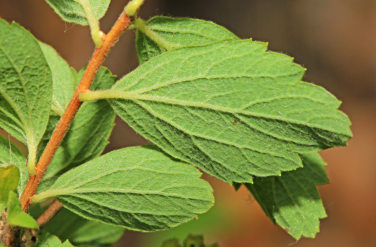 Image of Spiraea turczaninowii specimen.