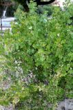 Смотреть изображение Ribes aureum