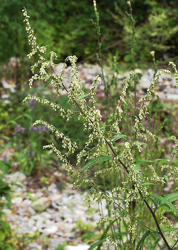 Image of genus Artemisia specimen.