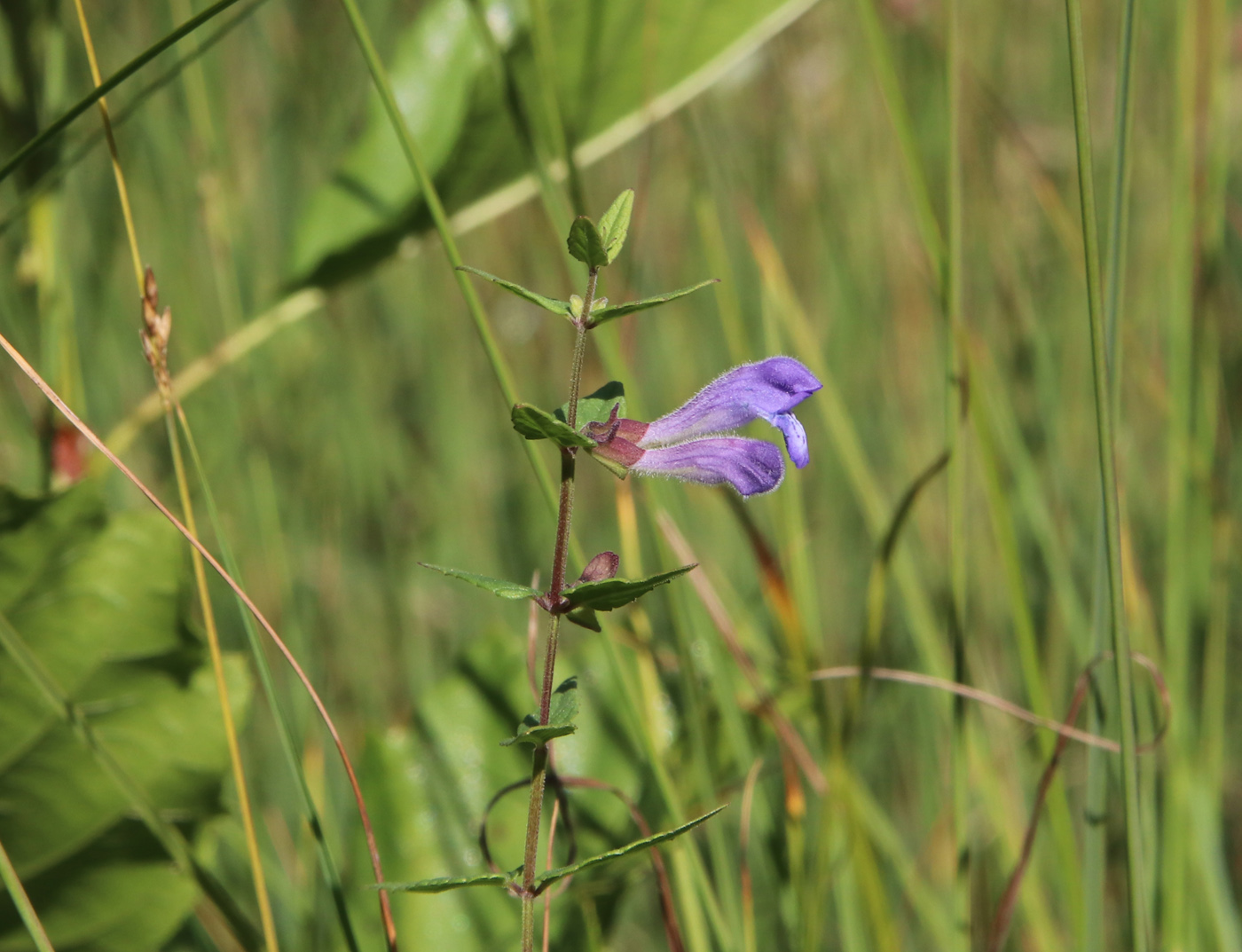 Image of Scutellaria galericulata specimen.