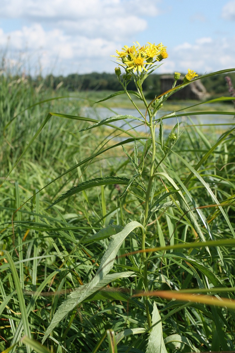 Image of Senecio paludosus specimen.