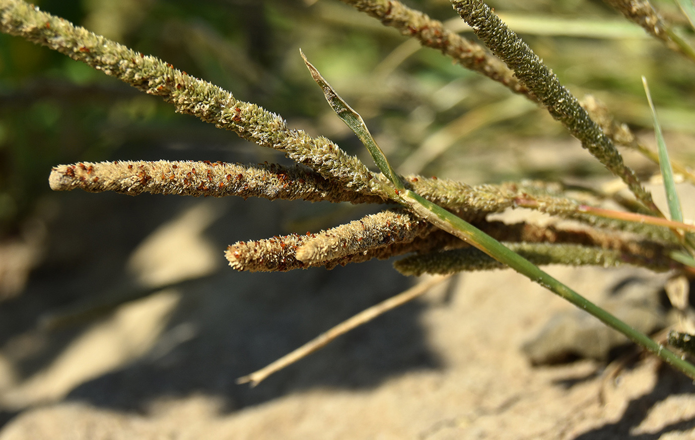 Image of Crypsis alopecuroides specimen.