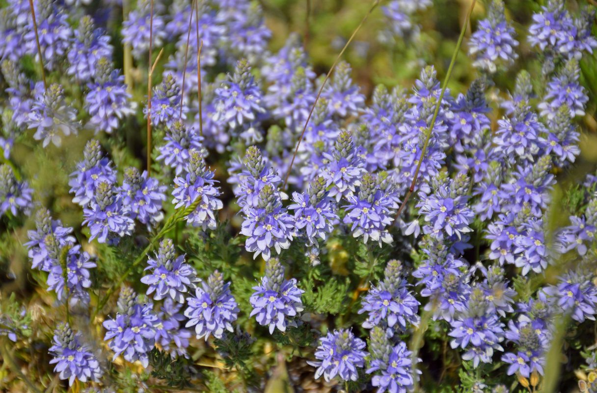 Image of Veronica capsellicarpa specimen.