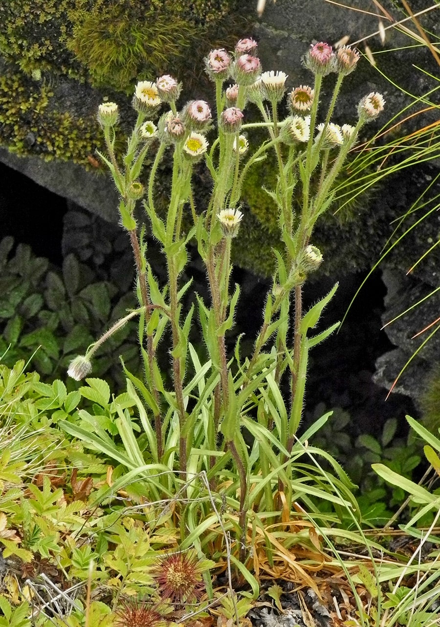 Image of Erigeron imbricatus specimen.