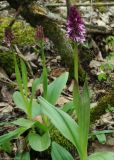 Orchis purpurea подвид caucasica. Цветущее растение. Азербайджан, Шемахинский р-н. 20.04.2010.