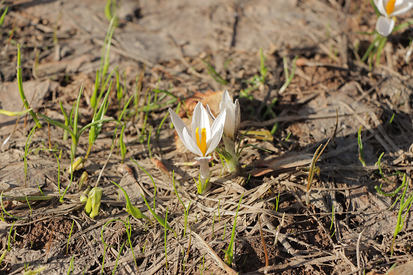 Image of Crocus alatavicus specimen.