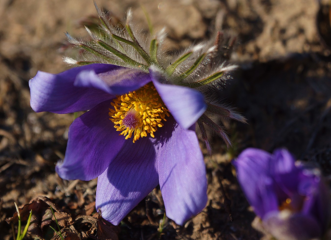 Image of Pulsatilla turczaninovii specimen.