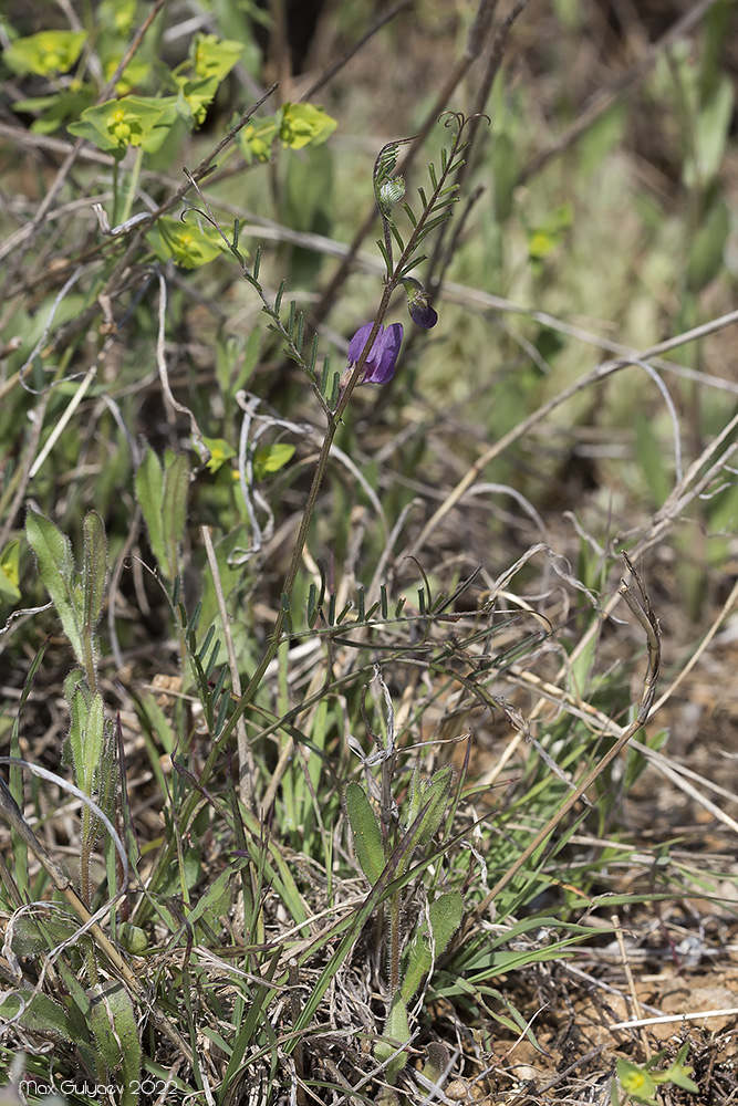 Image of Vicia peregrina specimen.