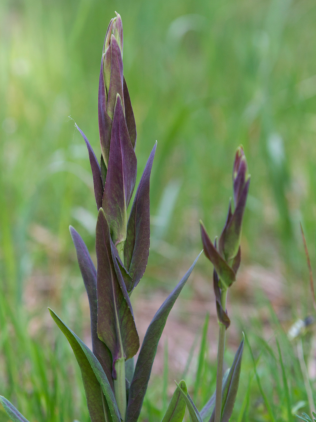 Изображение особи Turritis glabra.